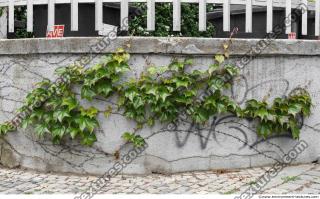 Photo Textures of Ivy